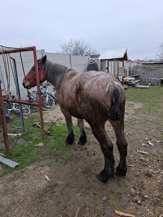 Vand sau schimb cal castrat de 3 ani