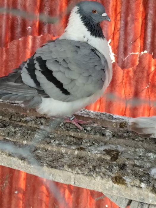 Porumbei ,uriași maghiar ,strasseri