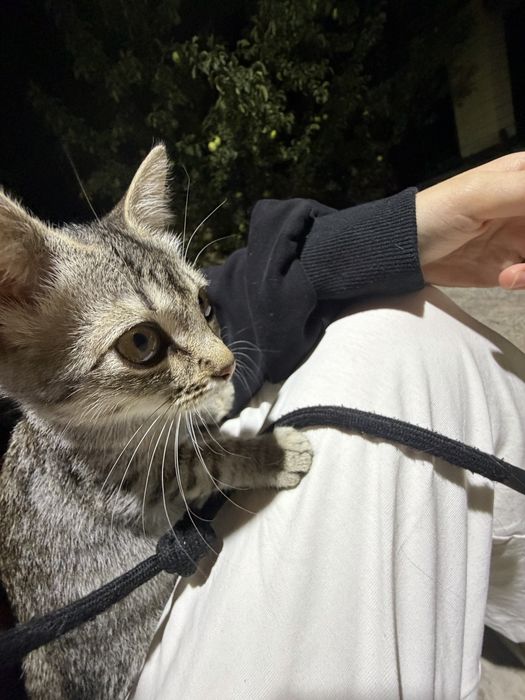 Котенок ищет добрые руки