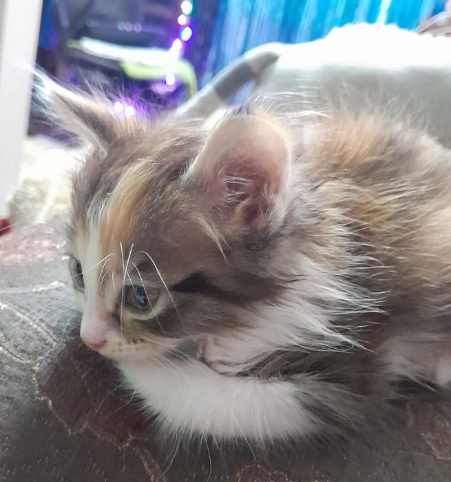 Котёнок  девочка