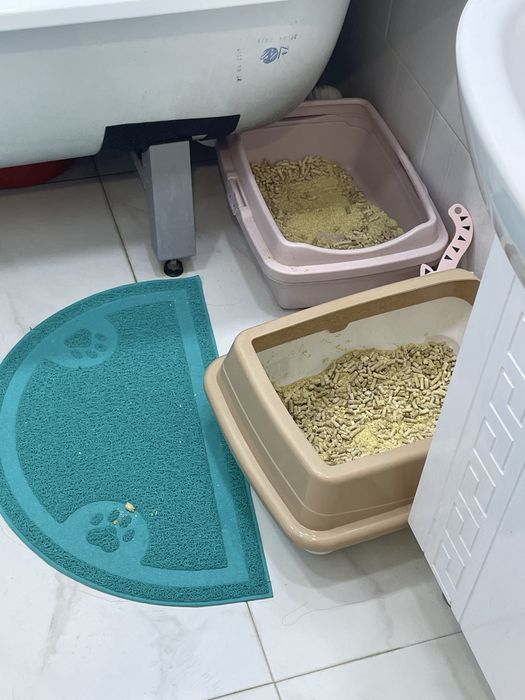 Британские веслухоте породистые 5 месяцев