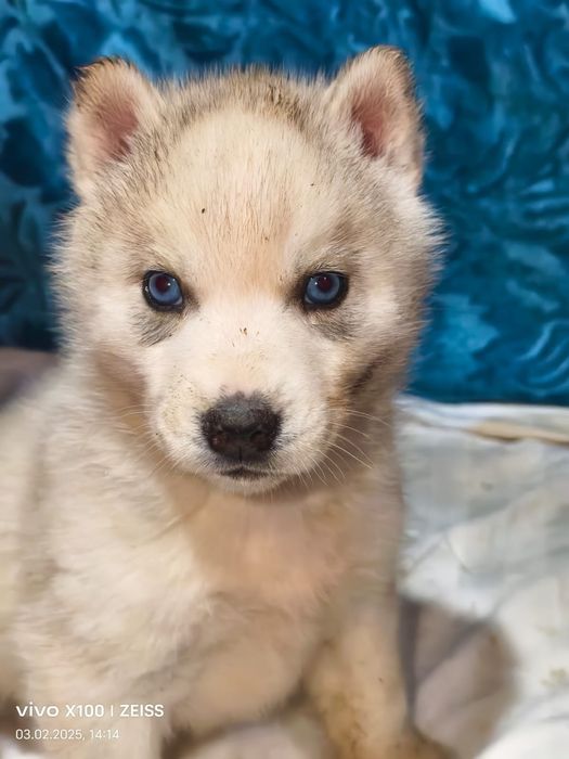 Очаровательные щенки сибирской хаски.