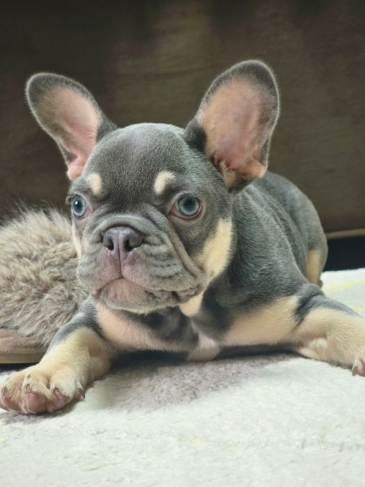 Очаровательная девочка