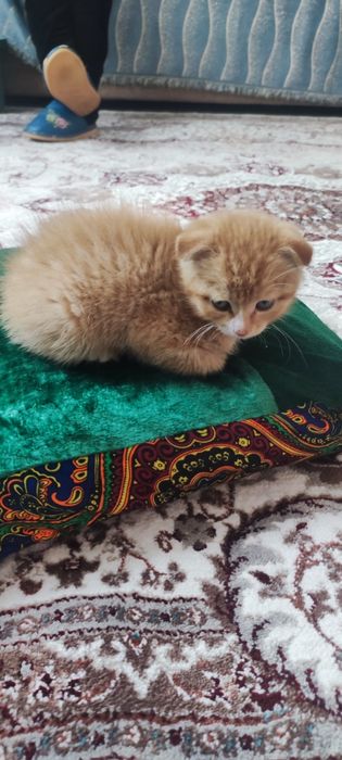 Продается котёнок