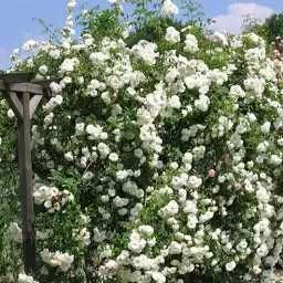 Butas / Răsad pt plantat de Trandafir Domnesc sau Kerria Japonica, fluorescenta bogata