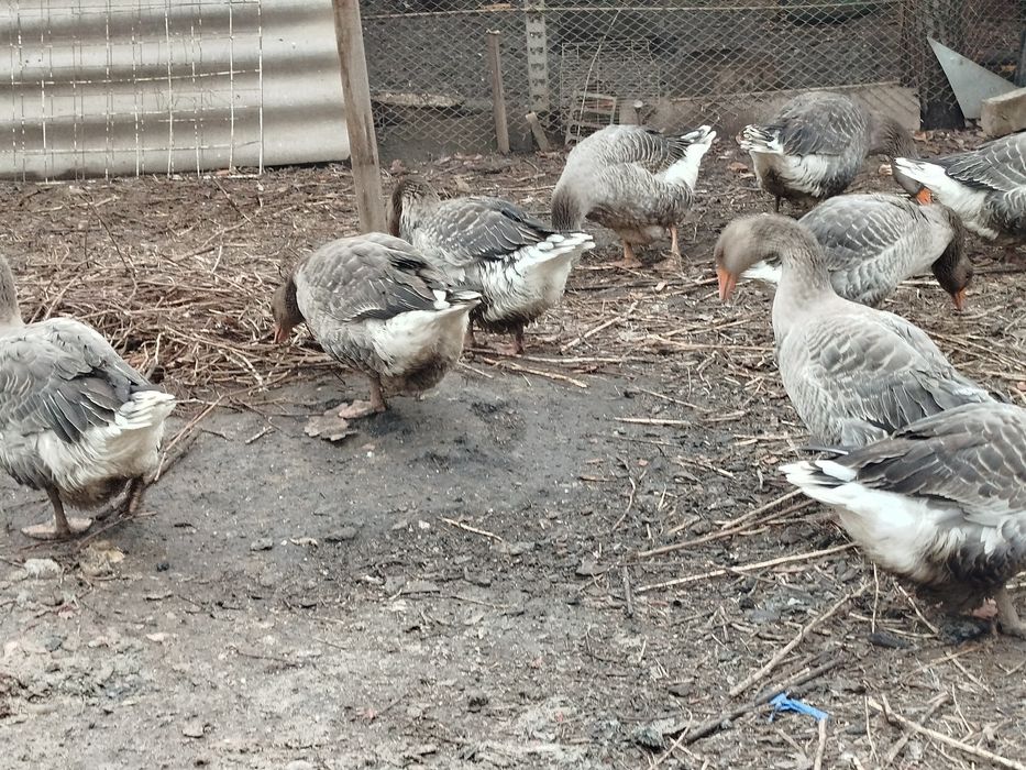 Гуси живые, откормленные!