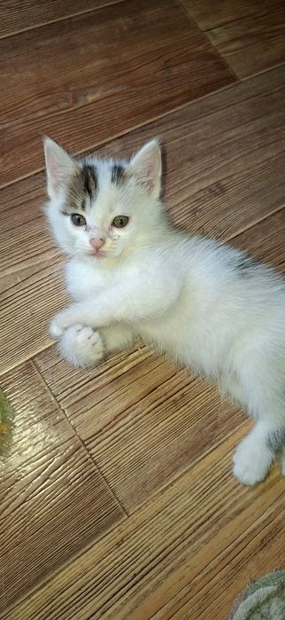 Котёнок сибирский