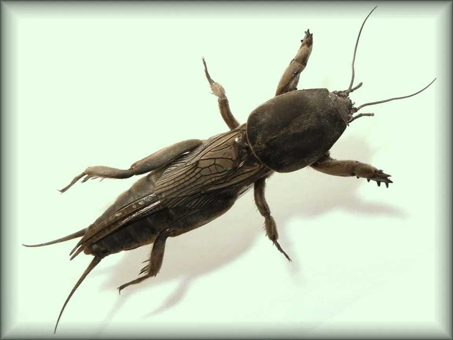 Медведка для лечения туберкулеза и пневмонии.