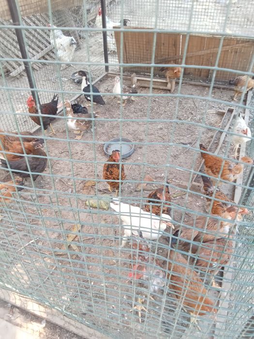 Продам цыплят домашних домашних разных пород голошеики  черные белые