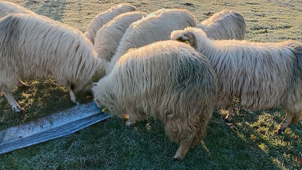 Oi gestante de munte caută alta casa
