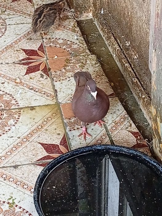 Porumbei voiajori de vânzare sau schimb pe fazani