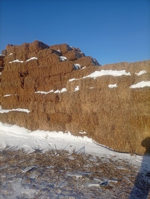 Солома, сено, суданка