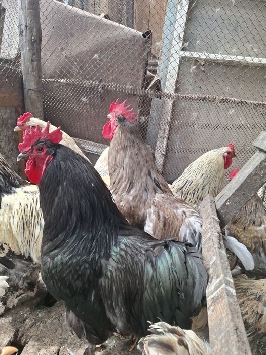Продам петухов брама