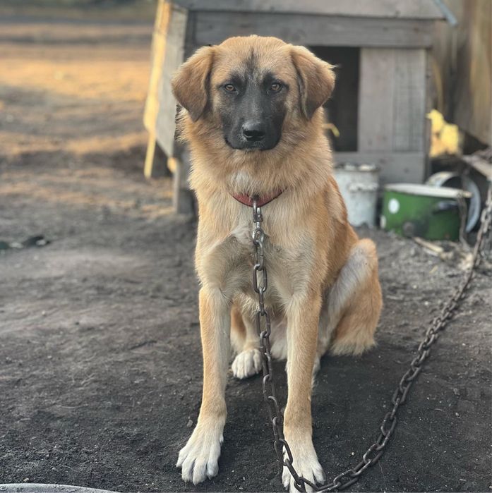 Собака в хорошие руки