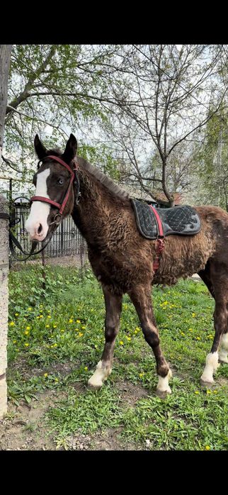 Продам тайчика