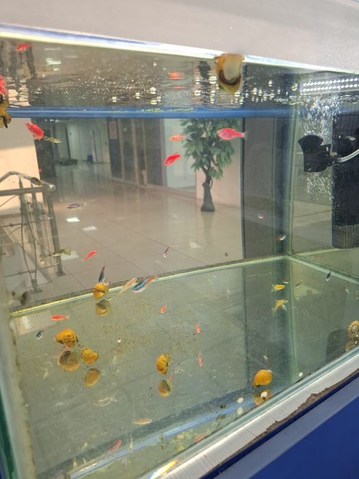 Аквариумные рыбки