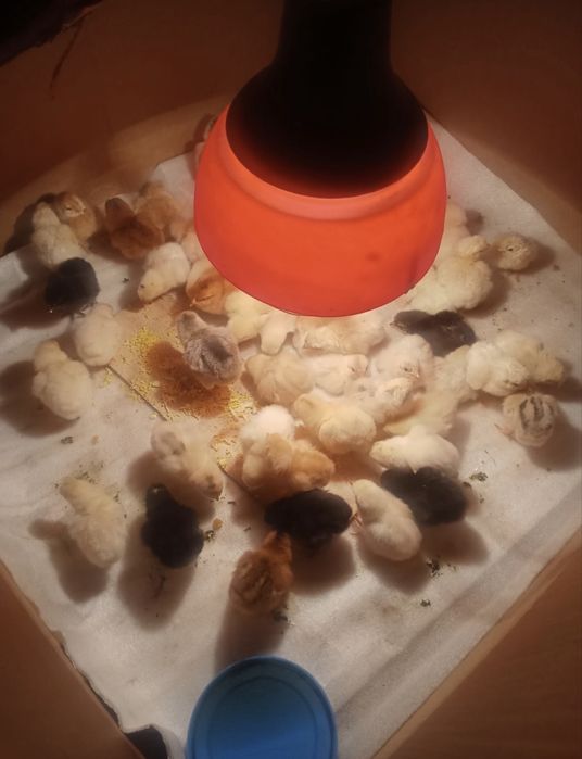 Цеплята домашние