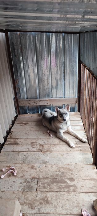 вольер продам итімен