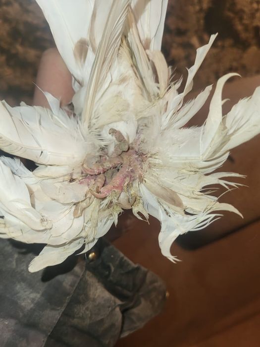 Голуби игравые нада гонят