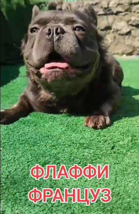 Флаффи (Длинношёрстный французский бульдог)