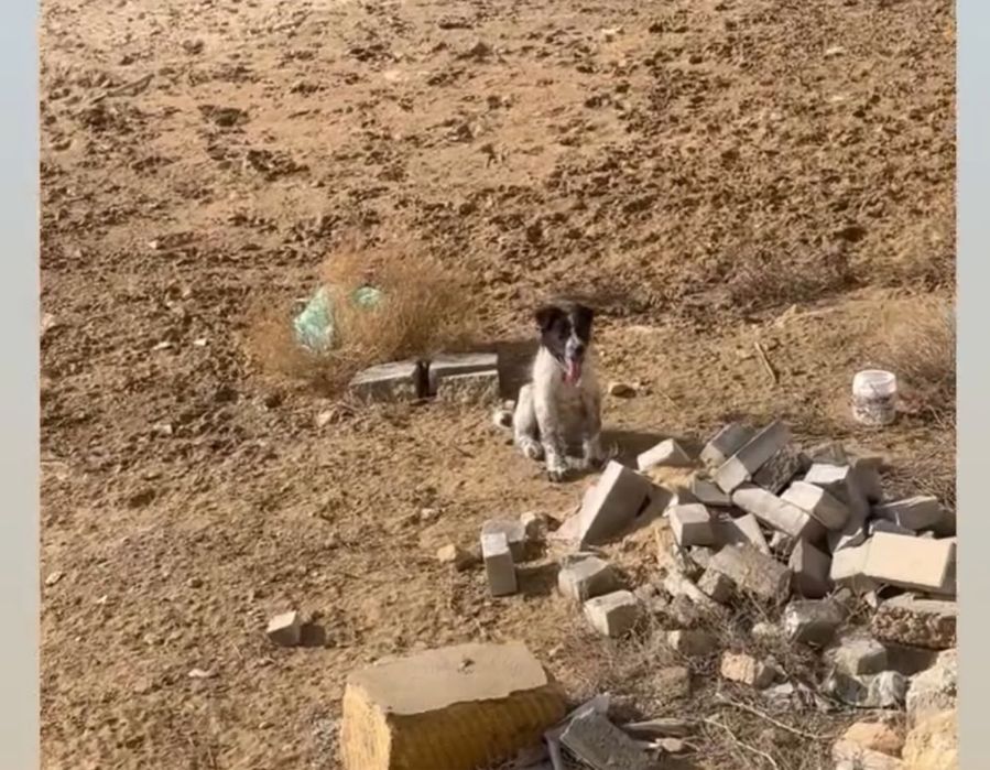 Щенки в Актау в добрые руки