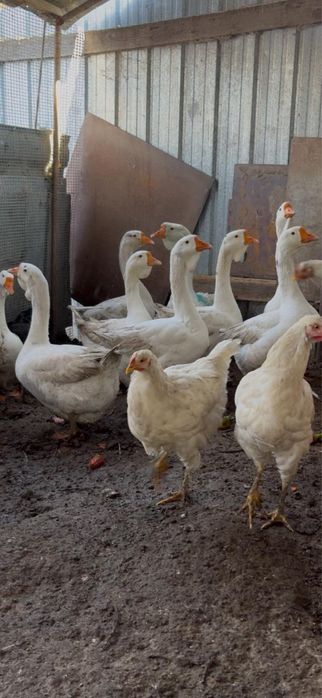 Гуси Халмагорскик