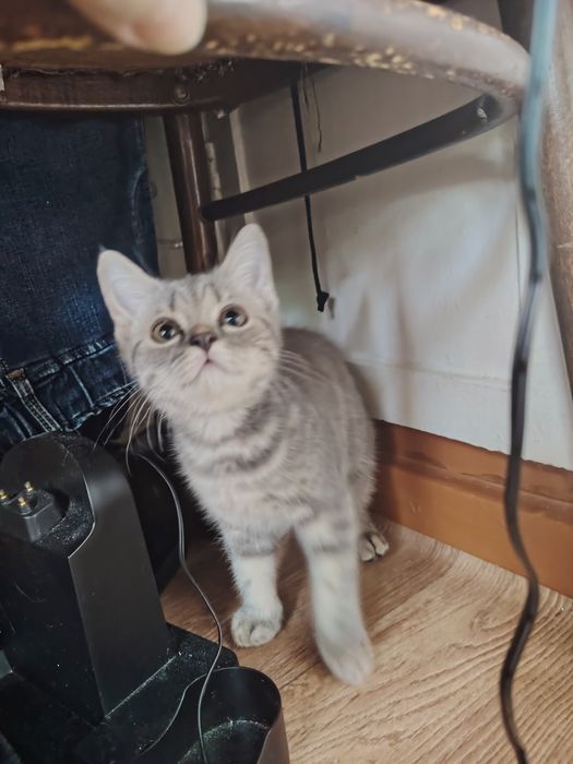 Шотландцы котята