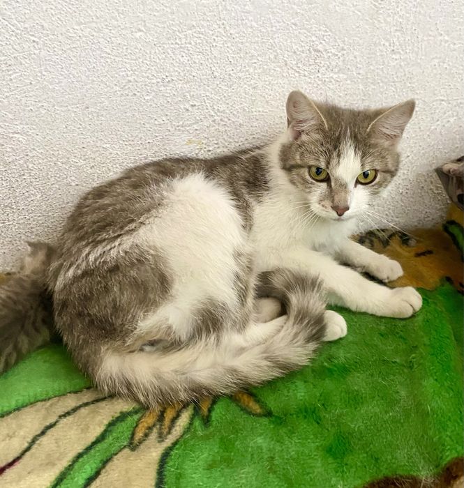Красивые котики бесплатно