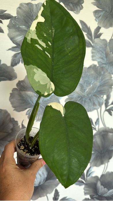 Комнатные растентя Цветы филодендрон хоя
