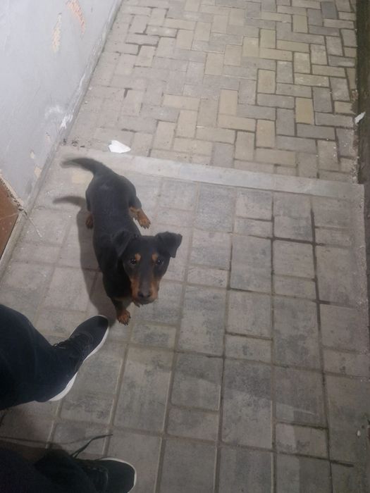 Продам собаку с вальером