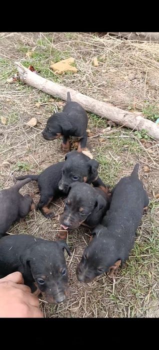 Ягдтерьер кушиктери шенки
