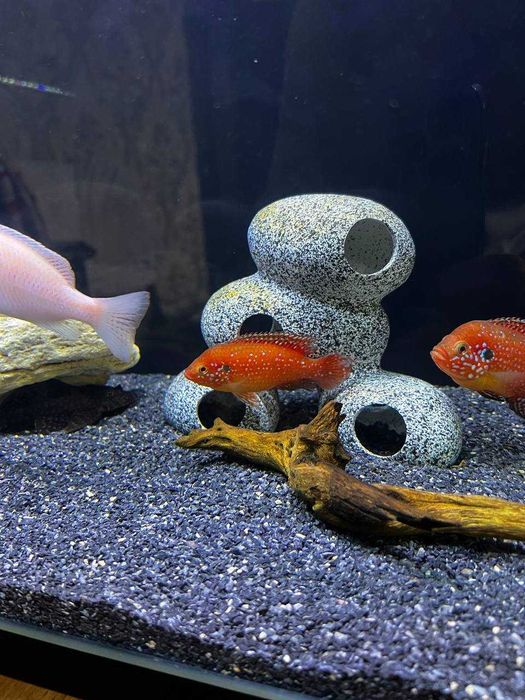 Рыба, белый дельфин и хромис готовые большие