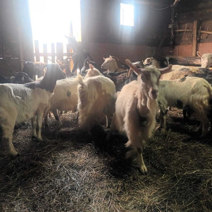 Vând iezi și capre gestante | Pret negociabil