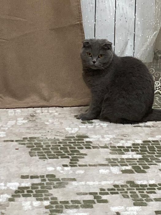 Продам кошку, британская