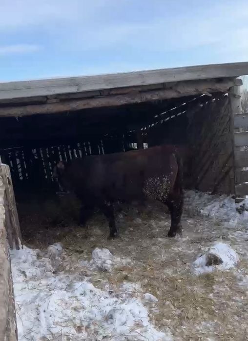 Продам быков на мясо по 3400 за кг