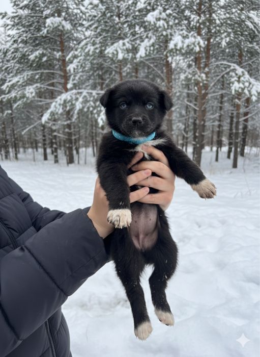 Щенки в добрые руки кушик тегин