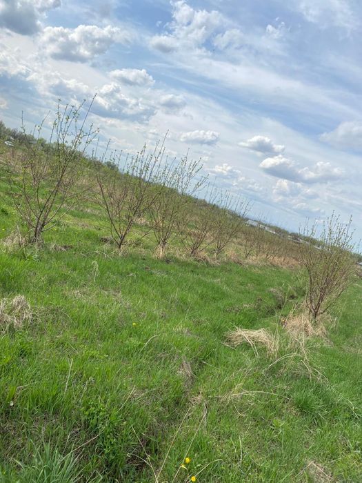 Продам или обмен сад Болеке