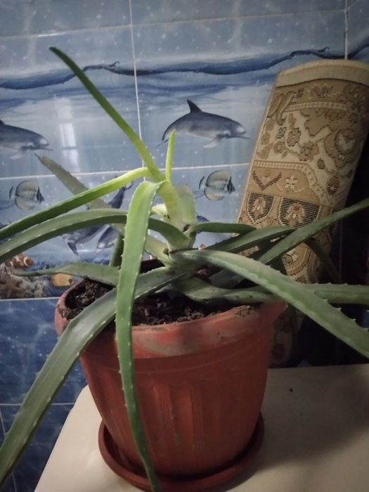 Продаю комнатные растения .