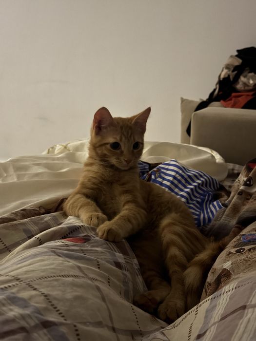 Отдам котенка в добрые руки