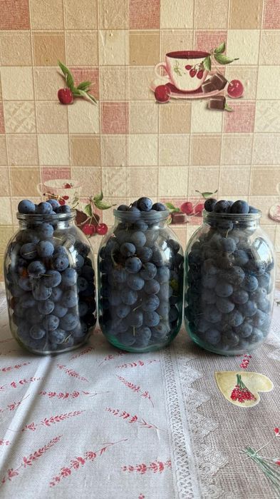 Продам домашнюю сливу