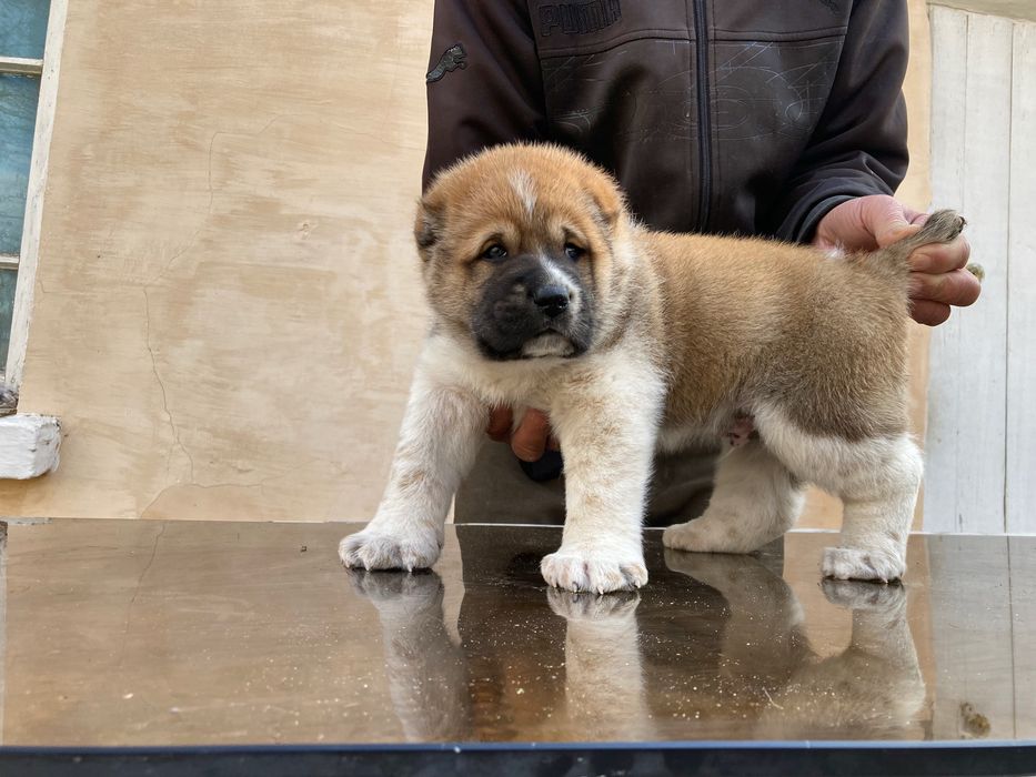 Щенок Алабая ( чистокровный ) Супер гигант