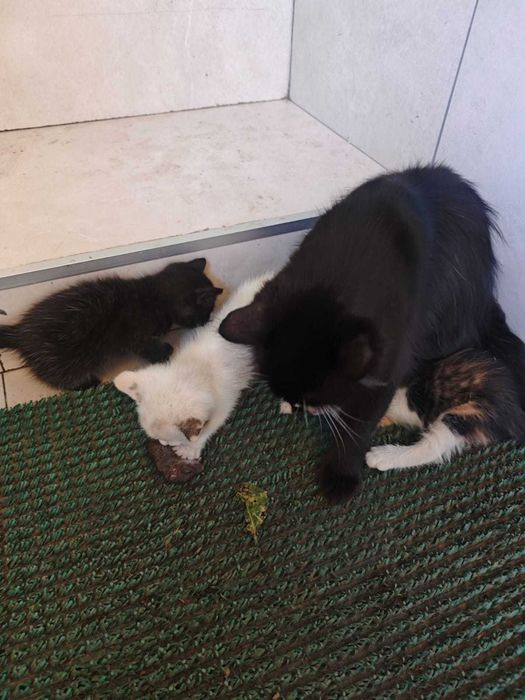 Отдам котят в хорошие руки
