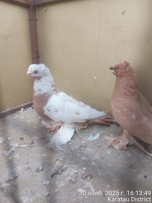 Голуби новаты пара