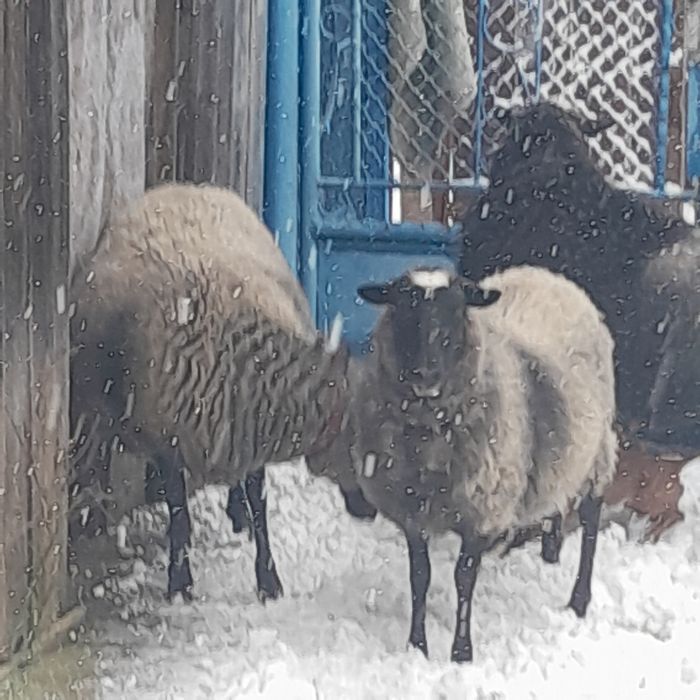 Vînd oi rasă Romanov