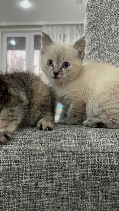 Маленькие котята