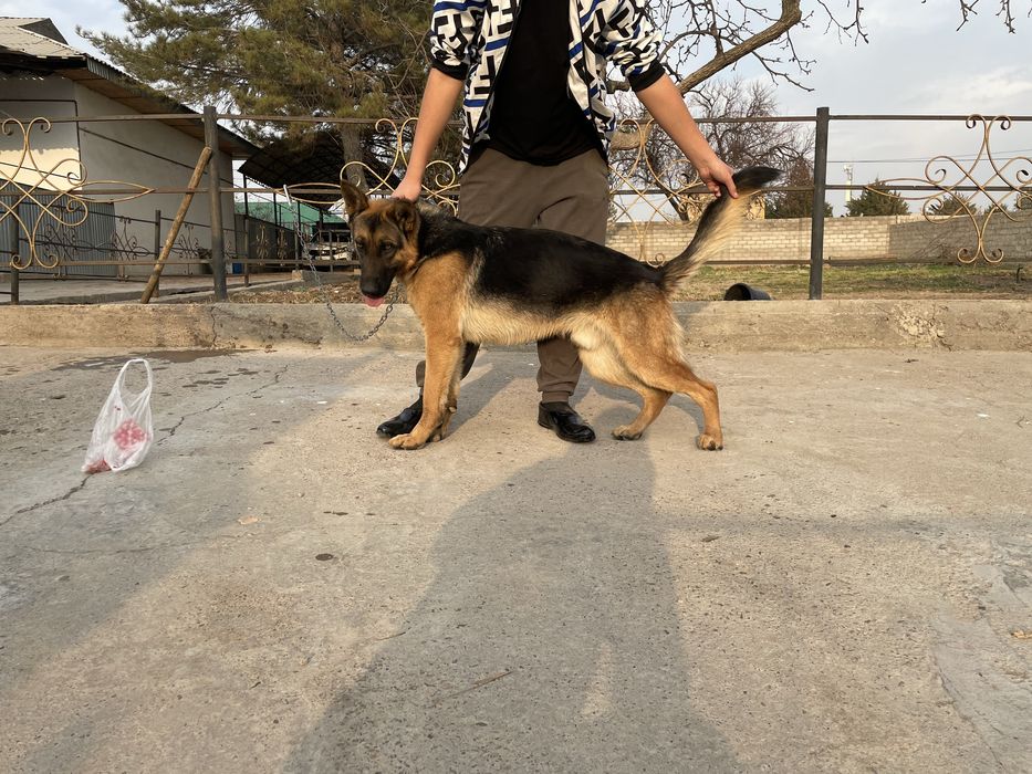 Немецкая овчарка вязка