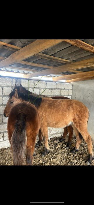 Срочно продам лошодей