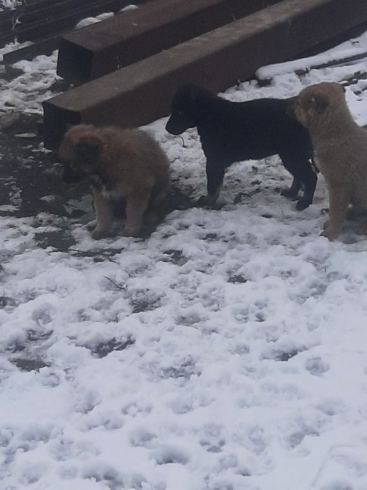 Отдам щенят 5 штук