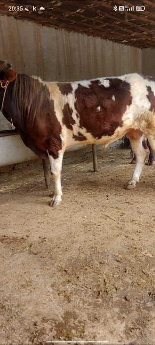 3 бас бұка сатылады