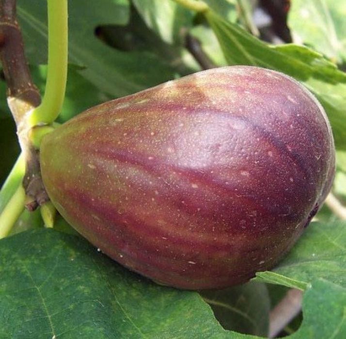 Smochin BIFER 2 productii pe an